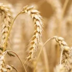 मध्यप्रदेश: 4 लाख 42 हजार से अधिक किसानों ने समर्थन मूल्य पर गेहूं उपार्जन के लिये कराया पंजीयन