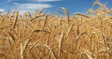 डिंडोरी जिले में 13 गेहूं पंजीयन केंद्र स्थापित डिंडोरी जिले में 13 गेहूं पंजीयन केंद्र स्थापित