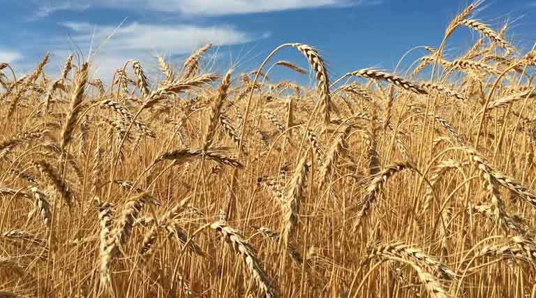 डिंडोरी जिले में 13 गेहूं पंजीयन केंद्र स्थापित