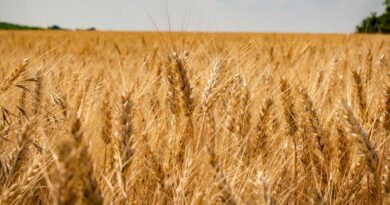 Wheat Mandi Rate: उत्तरप्रदेश में 11 फरवरी को 2,350 से 2,640 रुपये प्रति क्विंटल बिका गेहूं, देखिए राज्य की अन्य मंडियों के ताजा रेट    