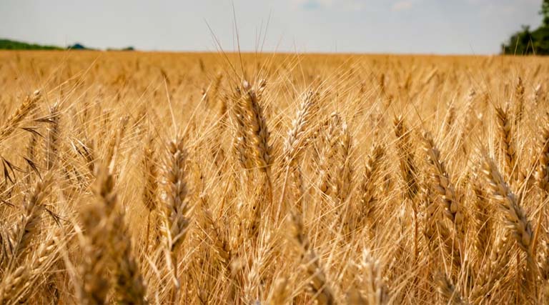 Wheat Mandi Rate: उत्तरप्रदेश में 11 फरवरी को 2,350 से 2,640 रुपये प्रति क्विंटल बिका गेहूं, देखिए राज्य की अन्य मंडियों के ताजा रेट