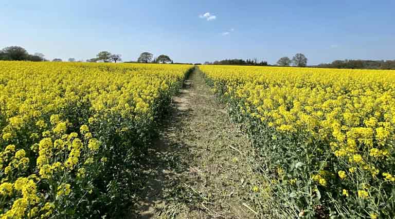 सरसों और मटर में सफेद फफूंदी का खतरा बढ़ा, किसान करें नियमित फसल निरीक्षण 