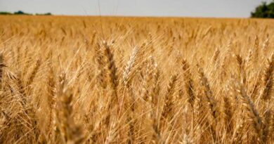 14 फरवरी को उत्तर प्रदेश की मंडियों में 2,300 से 2,600 रुपये तक बिका गेहूं, देखिए आज के ताजा गेहूं मंडी रेट  