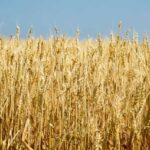 20 हजार से अधिक किसानों ने समर्थन मूल्य पर गेहूं उपार्जन के लिये कराया पंजीयन : मंत्री राजपूत