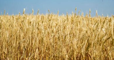 20 हजार से अधिक किसानों ने समर्थन मूल्य पर गेहूं उपार्जन के लिये कराया पंजीयन : मंत्री राजपूत