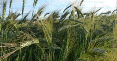 गेहूं के सीमित निर्यात को मंजूरी: मजबूत भंडार और बेहतर रबी परिदृश्य के बीच भारत का संतुलित कदम