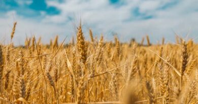  20 हजार से अधिक किसानों ने गेहूं उपार्जन के लिए कराया पंजीयन: मंत्री श्री राजपूत