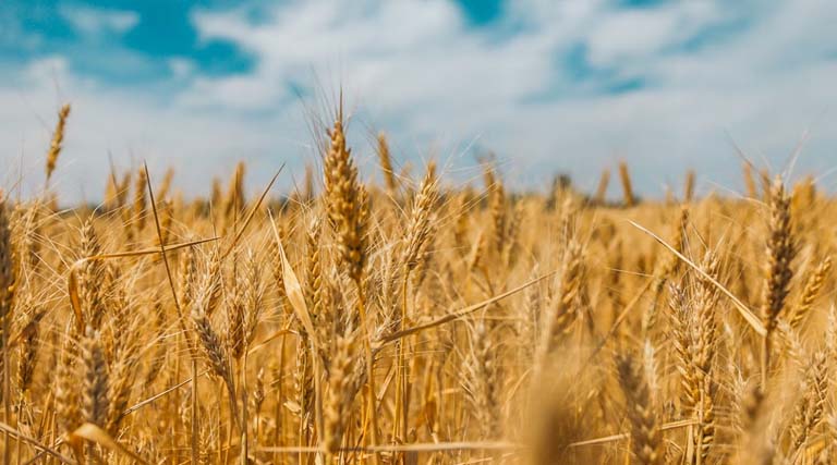  20 हजार से अधिक किसानों ने गेहूं उपार्जन के लिए कराया पंजीयन: मंत्री श्री राजपूत