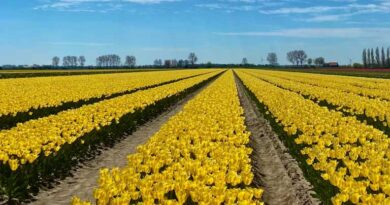 इंदौर में दो दिवसीय पुष्प प्रदर्शनी 14 एवं 15 फरवरी को