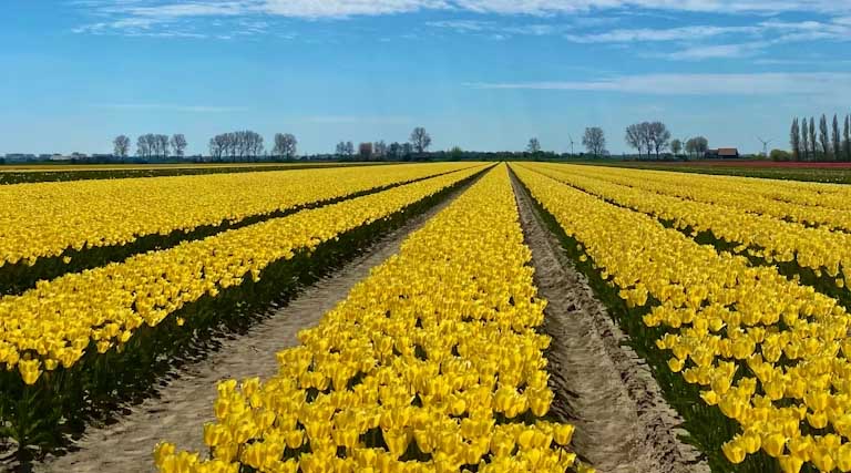 इंदौर में दो दिवसीय पुष्प प्रदर्शनी 14 एवं 15 फरवरी को