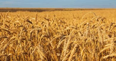 किसानों के लिए खुशखबरी: गेहूं निर्यात को मिली मंजूरी