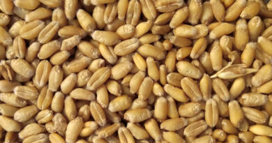 पंजीयन एवं गेहूं उपार्जन हेतु सीहोर में जिला स्तरीय कंट्रोल रूम स्थापित