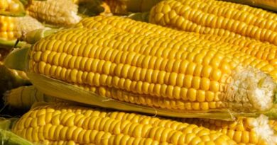 MP Mandi Bhav: एमपी में 1,685 रुपये तक पहुंचे मक्का के दाम, छिंदवाड़ा में 1,153 टन से ज्यादा आवक   