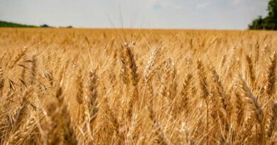 UP Wheat Mandi Rate: यूपी में 13 फरवरी को 2,350 से 2,660 रु प्रति क्विंटल तक बिका गेहूं, जानिए राज्य की अन्य मंडियों के ताजा दाम UP Wheat Mandi Rate: यूपी में 13 फरवरी को 2,350 से 2,660 रु प्रति क्विंटल तक बिका गेहूं, जानिए राज्य की अन्य मंडियों के ताजा दाम