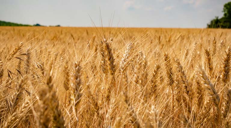 UP Wheat Mandi Rate: यूपी में 13 फरवरी को 2,350 से 2,660 रु प्रति क्विंटल तक बिका गेहूं, जानिए राज्य की अन्य मंडियों के ताजा दाम