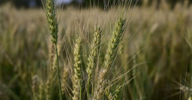 रबी फसलों में रोग-कीट का खतरा, वैज्ञानिकों ने जारी की जरूरी एडवाइजरी