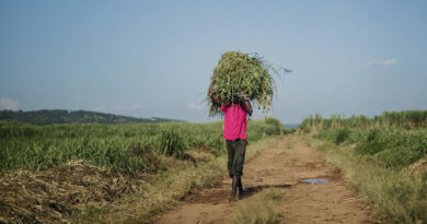 सात एकड़ में फैला पीएनबी कृषक प्रशिक्षण केन्द्र बना नवाचारों का केंद्र, किसानों को आधुनिक तकनीकों से कर रहा सशक्त  