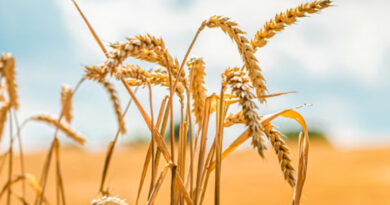 रायसेन : गेहूं उपार्जन समस्या समाधान हेतु जिला स्तरीय तकनीकी सेल गठित