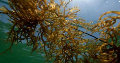 भारत ने 24,707 हेक्टेयर में 384 समुद्री शैवाल खेती स्थलों की पहचान की; सरकार ने क्षेत्र को बढ़ावा देने के लिए ₹198 करोड़ की परियोजनाएँ स्वीकृत कीं