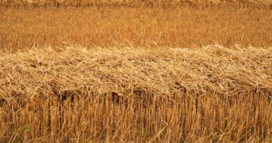 गेहूं फसल कटाई के बाद किसान फसल के अवशेष को नही जलाएं