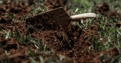 बिना मिट्टी की खेती पद्धति पर विशेष कार्यशाला का आयोजन