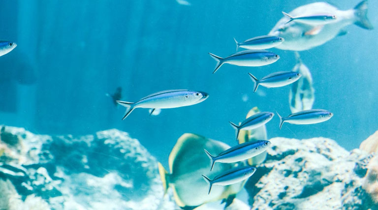 बिहार में सरकार दे रही है मछुआरों को निःशुल्क मत्स्य विपणन किट