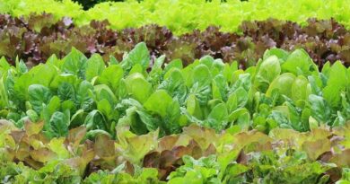 किसानों को बताया जैविक खेती का महत्व