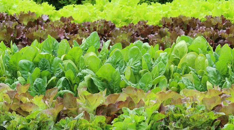 किसानों को बताया जैविक खेती का महत्व