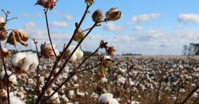 क्या अमेरिका से जीरो ड्यूटी पर कपास भी आएगा? क्या अमेरिका से जीरो ड्यूटी पर कपास भी आएगा?