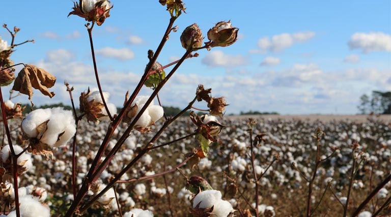 क्या अमेरिका से जीरो ड्यूटी पर कपास भी आएगा?