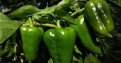 तगड़ी इनकम करा सकें तो शिमला मिर्च आपके लिए सही विकल्प है