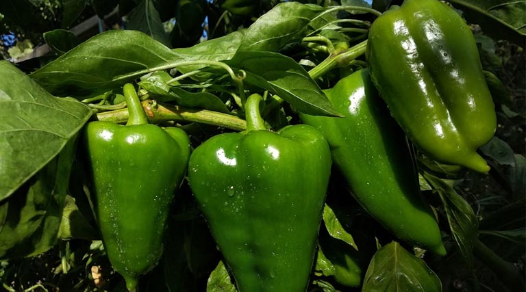 तगड़ी इनकम करा सकें तो शिमला मिर्च आपके लिए सही विकल्प है