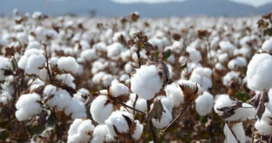 खरगोन: सीसीआई को कपास बेचने हेतु स्लॉट बुकिंग 27 फरवरी तक