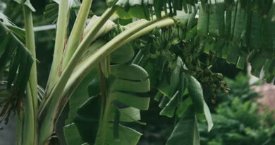 बड़वानी में केला उत्पादन तकनीक पर जिला स्तरीय कृषि संवाद आज