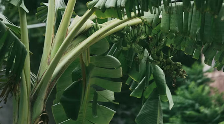 बड़वानी में केला उत्पादन तकनीक पर जिला स्तरीय कृषि संवाद आज