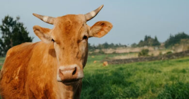 मध्यप्रदेश: गौ-संवर्धन के लिए आचार्य विद्यासागर योजना में 60 पशुपालकों को मिला लाभ  