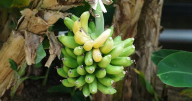 केला उत्पादन और निर्यात पर ‘कृषि संवाद’, बड़वानी में 17 फरवरी को जुटेंगे हजार किसान