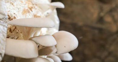 मशरूम उत्पादन बढ़ाने के लिए 32 लाख तक सब्सिडी