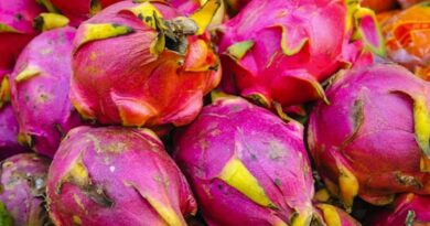 ड्रैगन फ्रूट और गेंदा फूल को बढ़ावा, यूपी में ये महत्वपूर्ण योजना