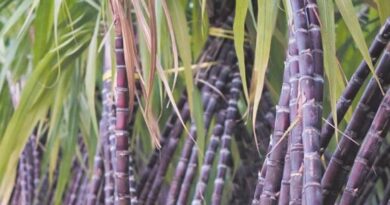 बिहार की सरकार किसानों को फ्री में गन्ने का बीज दे रही है