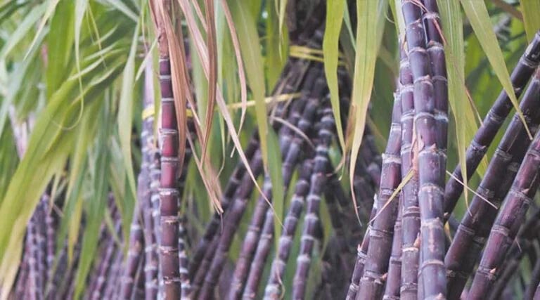 बिहार की सरकार किसानों को फ्री में गन्ने का बीज दे रही है