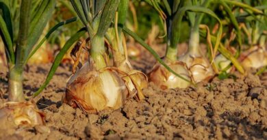 प्याज किसानों को 2022-23 से 2024-25 के दौरान ₹701.54 करोड़ के बीमा दावे मिले