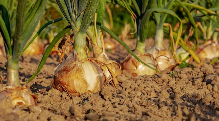 प्याज किसानों को 2022-23 से 2024-25 के दौरान ₹701.54 करोड़ के बीमा दावे मिले