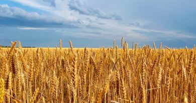 एमपी की मंडियों में 4 फरवरी को 1700 से 3565 रुपये प्रति क्विंटल तक बिका गेहूं, जानिए आज के ताजा दाम एमपी की मंडियों में 4 फरवरी को 1700 से 3565 रुपये प्रति क्विंटल तक बिका गेहूं, जानिए आज के ताजा दाम