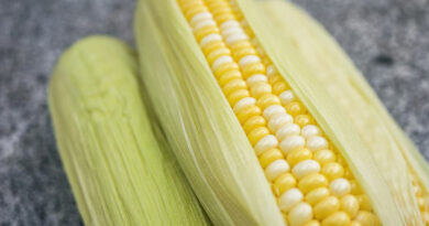 Maize Mandi Rate: मध्यप्रदेश में आज 1,700 रुपए तक पहुंचे मक्का के दाम, जानिए 18 फरवरी के ताजा रेट    