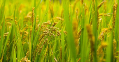 धान मंडी रेट (16 फरवरी 2026)