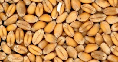 7 फरवरी से समर्थन मूल्य पर गेहूं खरीदी का पंजीयन शुरू, किसानों को 2585 रुपये क्विंटल मिलेगा दाम  