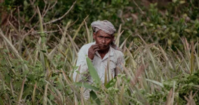 रायपुर: बेमेतरा में किसान मनोज साहू ने 0.5 हेक्टेयर में रागी उगाकर किया फसल विविधीकरण का नवाचार  