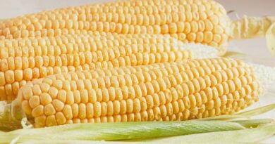 Maize Mandi Rate: एमपी की मंडियों में 1,100 से 1,685 रुपये तक पहुंचे मक्का के भाव, जानिए 19 फरवरी के ताजा मंडी रेट  