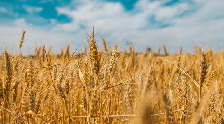 Wheat Mandi Rate: मध्यप्रदेश में आज ₹1950 से ₹2696 प्रति क्विंटल बिका गेहूं, जानिए 19 फरवरी के ताजा रेट